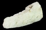 Fossil Mastodon (Gomphotherium) Tusk Sections - Kansas #136667-3